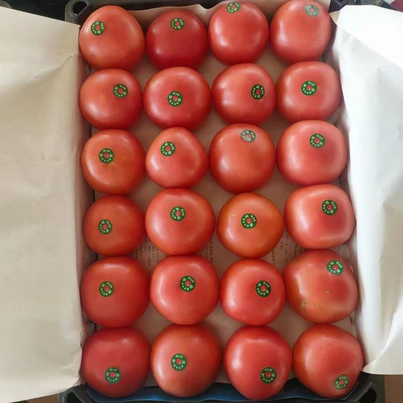 【精品】河北西红柿硬粉西红柿产地直供货发全国