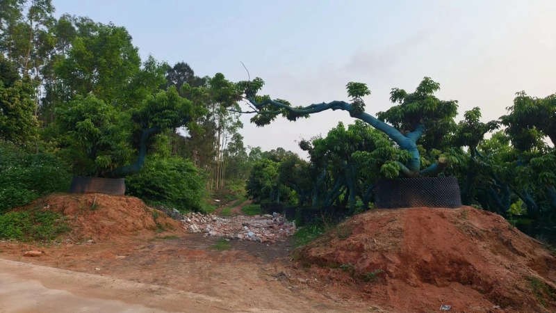 荔枝树带泥包已结果可种植各种景区，庭院，别墅等