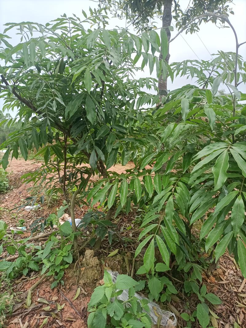 正宗牛大力苗中小叶牛大力薯苗保健药材苗四季可种植带