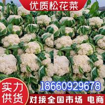 【白面青梗松花菜】山东花菜散花有机散花对接全国市场
