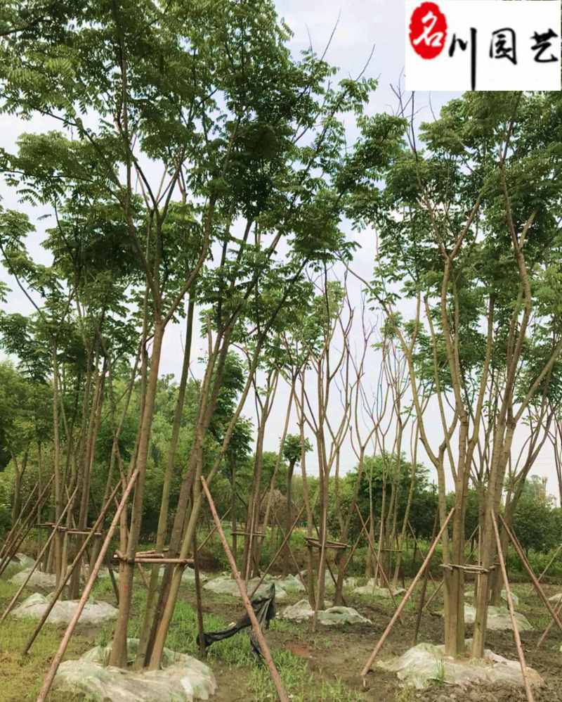 栾树10-30公分大量供应成都苗木基地直销诚信经营