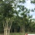 栾树10-30公分大量供应成都苗木基地直销诚信经营