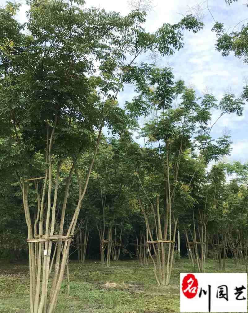栾树10-30公分大量供应成都苗木基地直销诚信经营