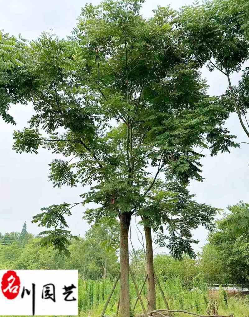 栾树10-30公分大量供应成都苗木基地直销诚信经营