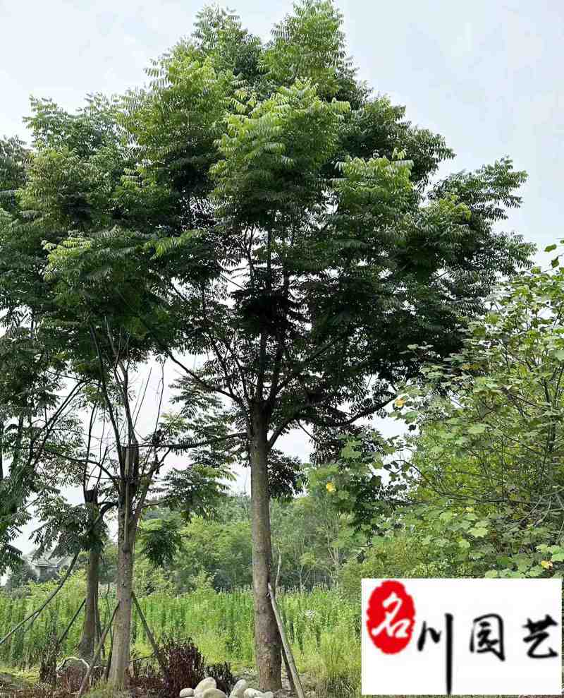栾树10-30公分大量供应成都苗木基地直销诚信经营