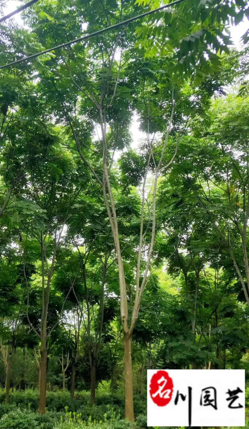 栾树10-30公分大量供应成都苗木基地直销诚信经营