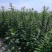皖芝12号芝麻种子，三系杂交，一叶三蒴，蒴果四棱，基地用