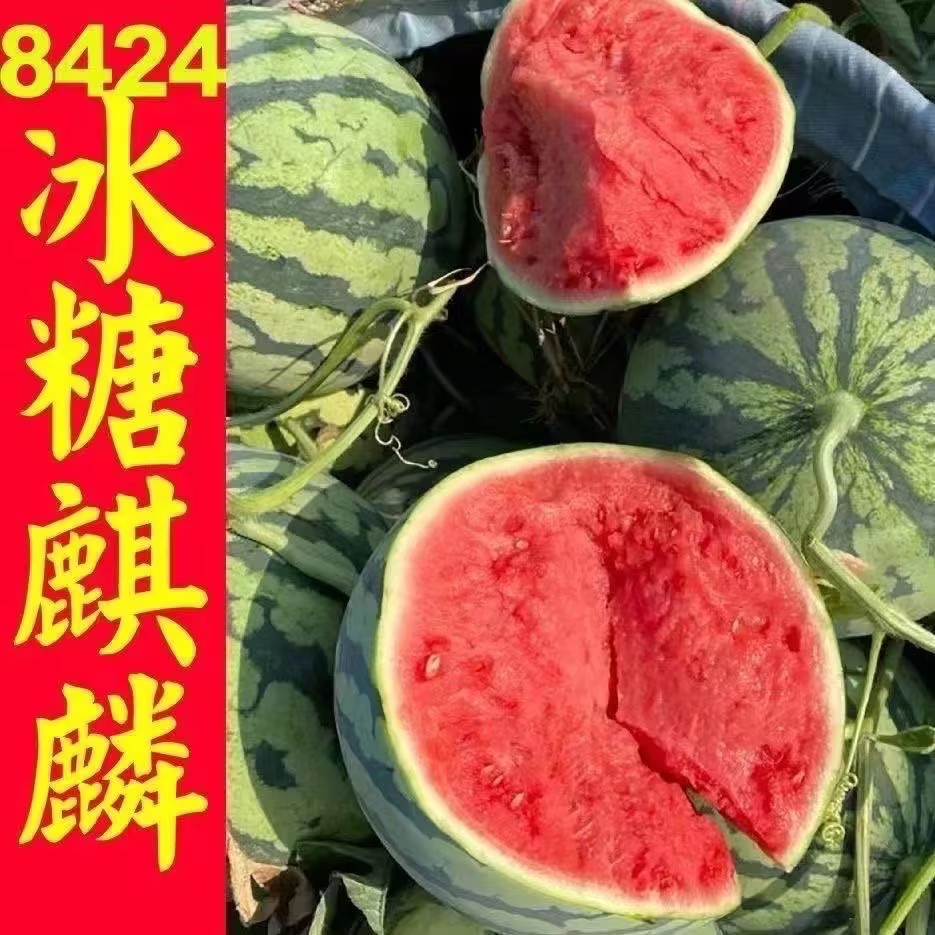 [8424西瓜批发]河南商丘夏邑县西瓜 0.60元/斤【实力供货 _ 一亩田