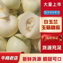 【热卖】万亩大棚白玉兰玉菇甜瓜大量有货价格便宜保质保量