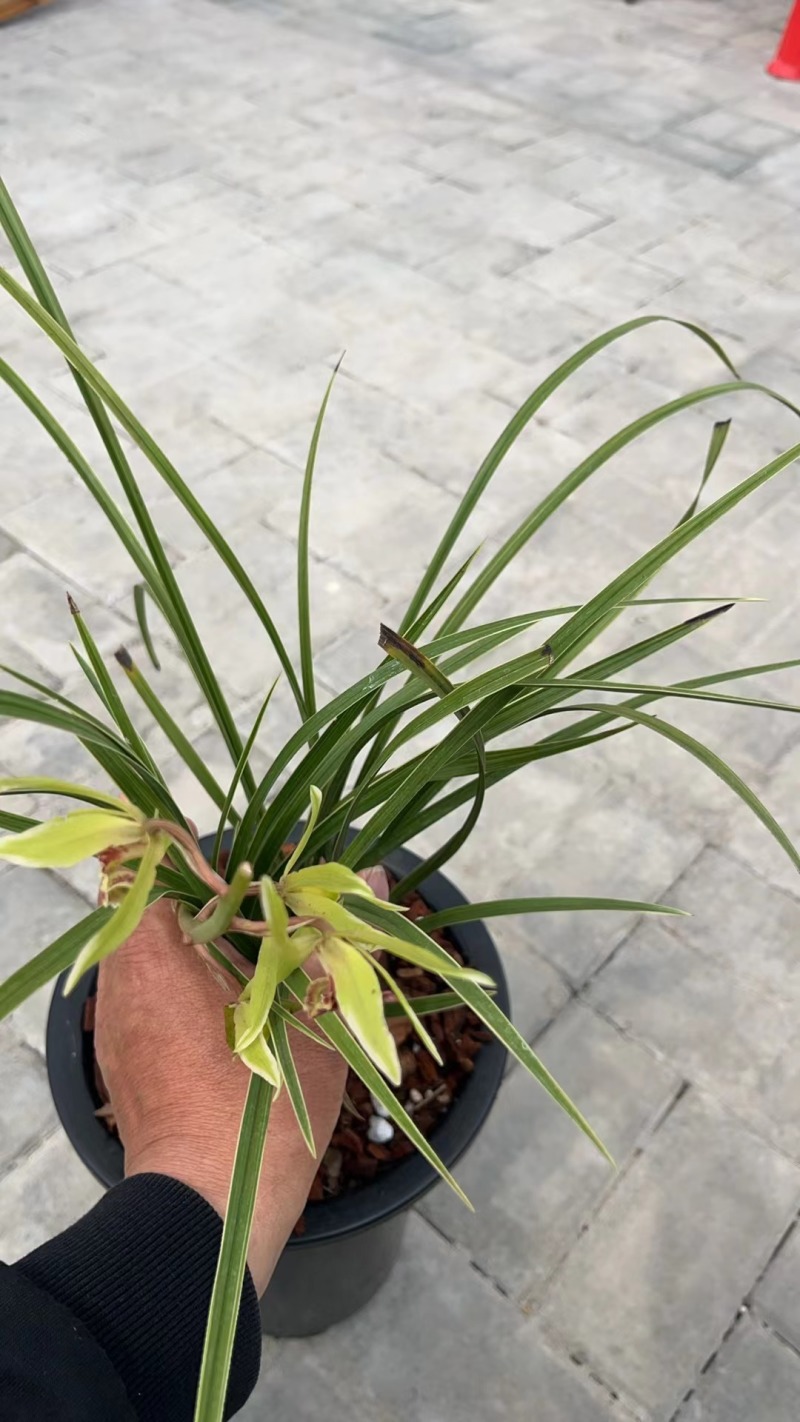 【精品】惠边兰草自种兰草带土发货易成活提供技术指导