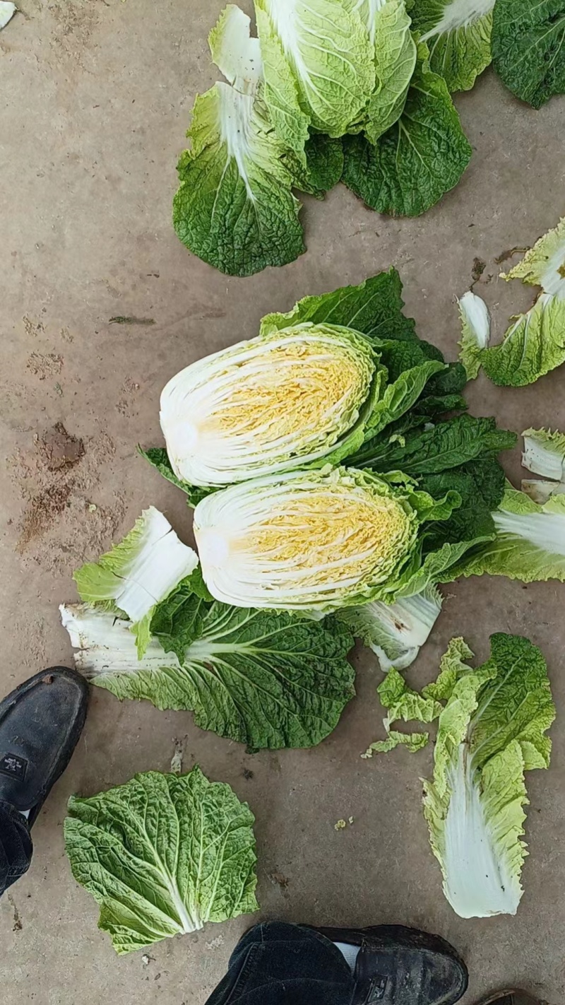精品黄心大白菜河南南阳蔬菜基地直发资深代办欢迎电联