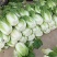 精品黄心大白菜河南南阳蔬菜基地直发资深代办欢迎电联