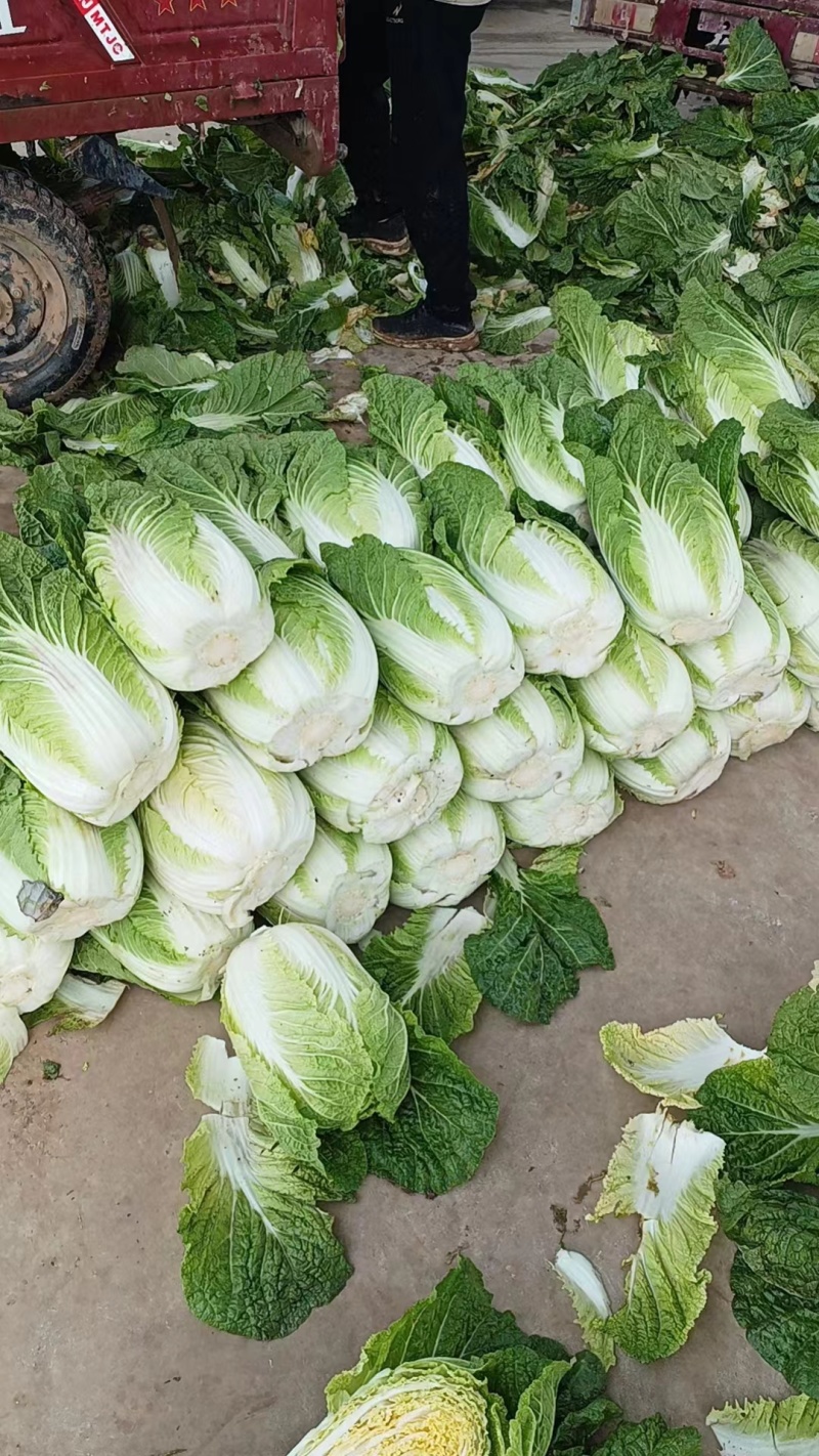 精品黄心大白菜河南南阳蔬菜基地直发资深代办欢迎电联