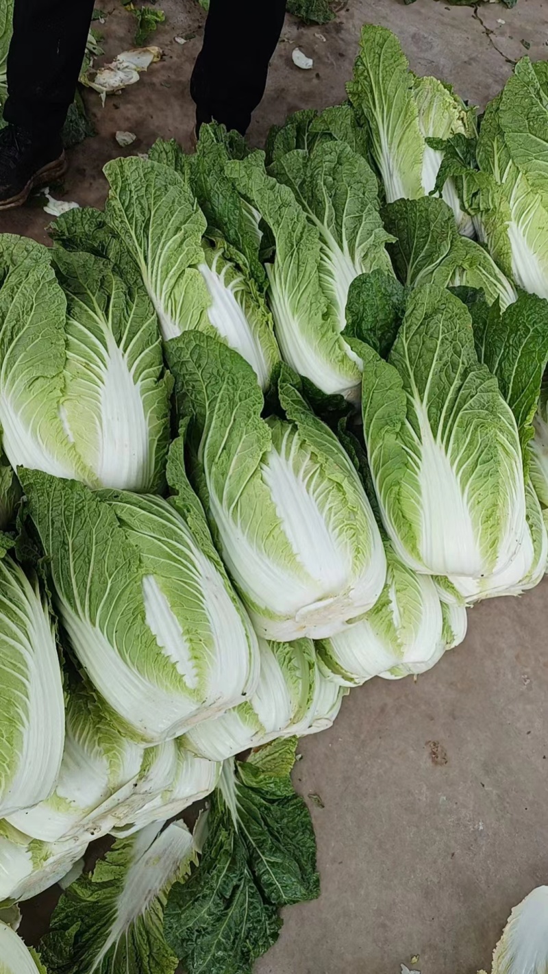 精品黄心大白菜河南南阳蔬菜基地直发资深代办欢迎电联