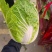 精品黄心大白菜河南南阳蔬菜基地直发资深代办欢迎电联