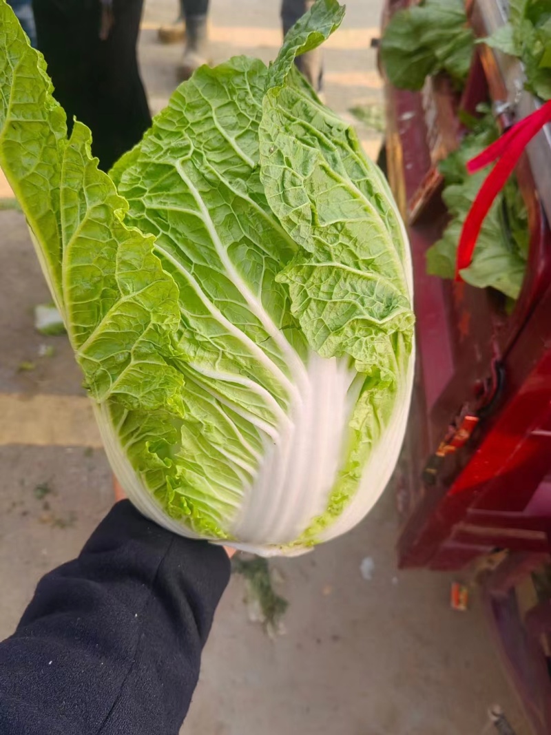精品黄心大白菜河南南阳蔬菜基地直发资深代办欢迎电联