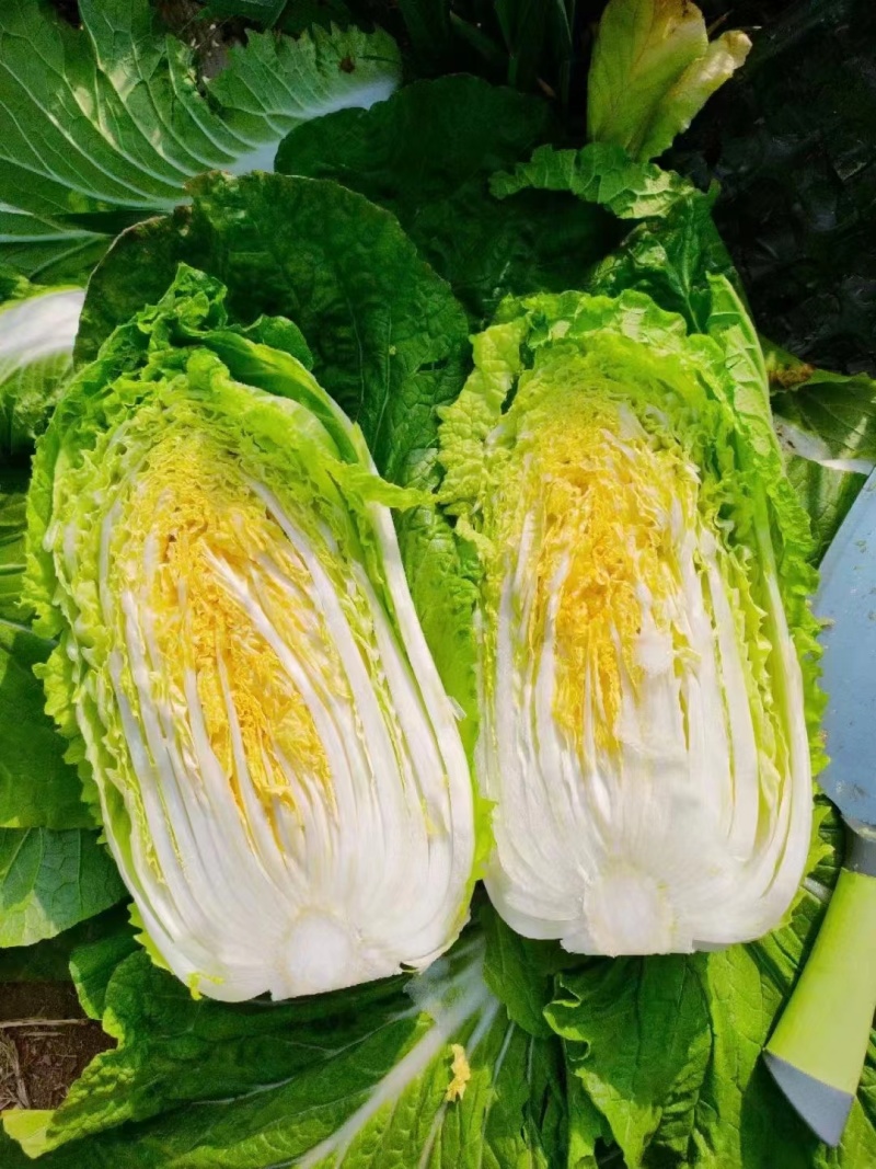 精品黄心大白菜河南南阳蔬菜基地直发资深代办欢迎电联