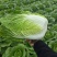 精品黄心大白菜河南南阳蔬菜基地直发资深代办欢迎电联