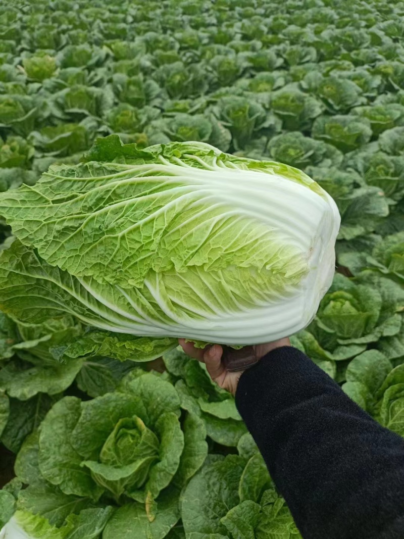 精品黄心大白菜河南南阳蔬菜基地直发资深代办欢迎电联