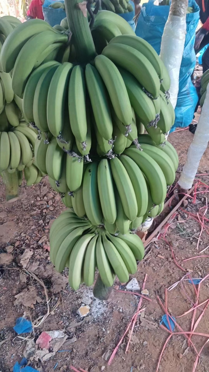 巴西蕉，基地大量种植，质量可保证，全国直销