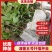 【金银花湘蕾五号扦插杯苗】抗寒，抗病，苗基地直发，价格优