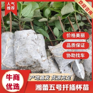 【金银花苗湘蕾五号扦插营养杯苗】苗圃直发全国发货