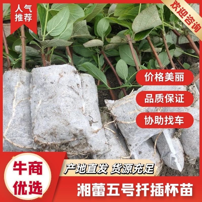 【金银花苗湘蕾五号扦插营养杯苗】苗圃直发全国发货