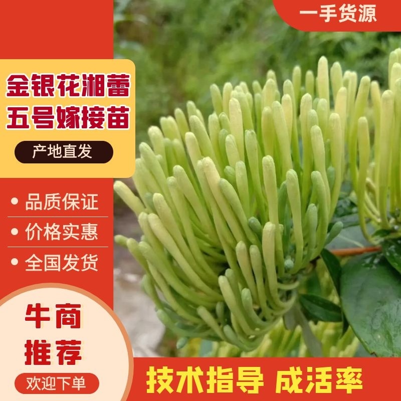 【金银花苗湘蕾五号嫁接苗】顺丰包邮产地直供价格优惠