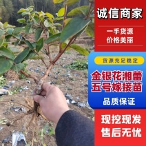 【金银花苗湘蕾五号嫁接苗】顺丰包邮产地直供价格优惠
