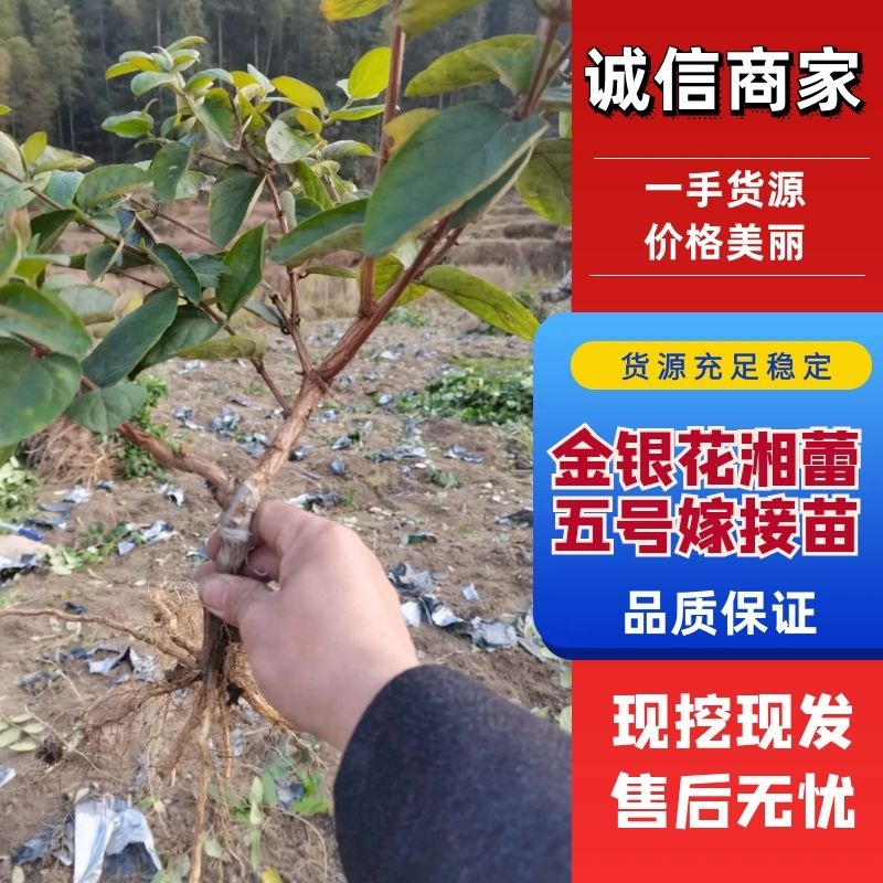 【金银花苗湘蕾五号嫁接苗】顺丰包邮产地直供价格优惠