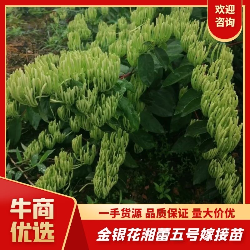 【金银花苗湘蕾五号嫁接苗】顺丰包邮产地直供价格优惠