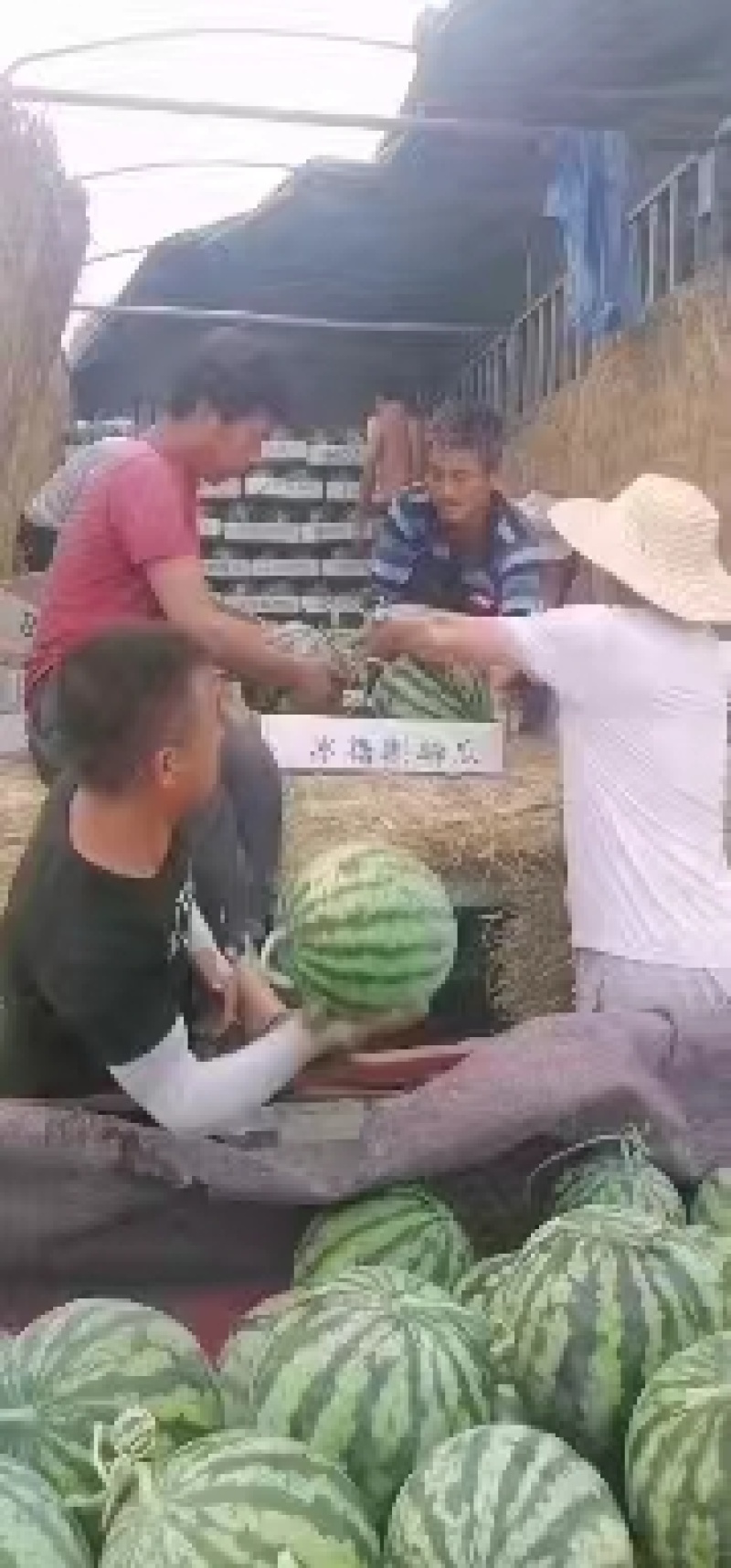 【优选】美都西瓜品质保证甜度高货发全国欢迎联系