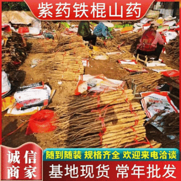 铁棍山药《河北》现货供应中常年批发可全国发货