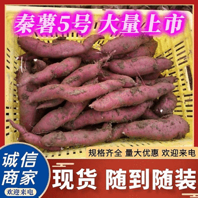 秦薯五号3两以上商品薯红皮白心欢迎选购产地直供