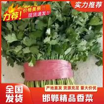 河北邯郸精品香菜，量大价优，一手货源，可供全国