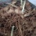 高杆黄精苗大量供应基地直发4公分起量大从优