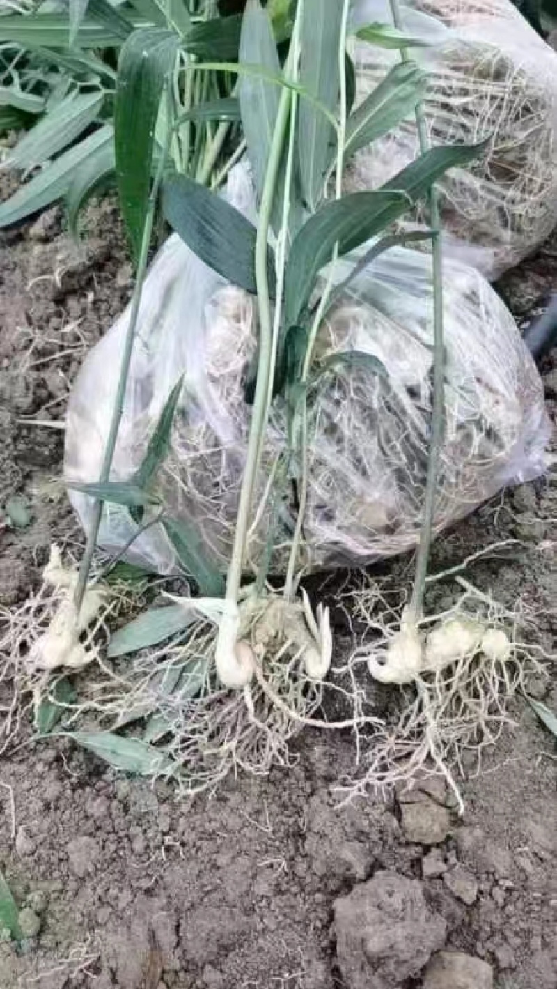 高杆黄精苗大量供应基地直发4公分起量大从优