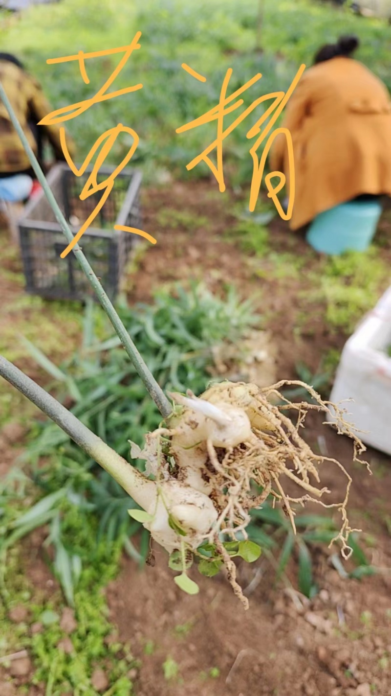 高杆黄精苗大量供应基地直发4公分起量大从优
