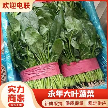 河北邯郸永年大叶菠菜现货先发，常年供应，一手货源欢迎订购