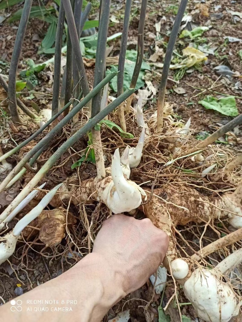 高杆黄精苗大量供应基地直发4公分起量大从优