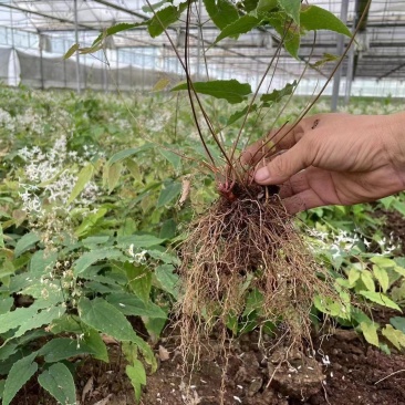 中药材淫羊藿种苗出售淫羊藿种植基地直发