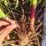 紫花宽叶三叉白芨苗基地直发可提供种植技术欢迎咨询