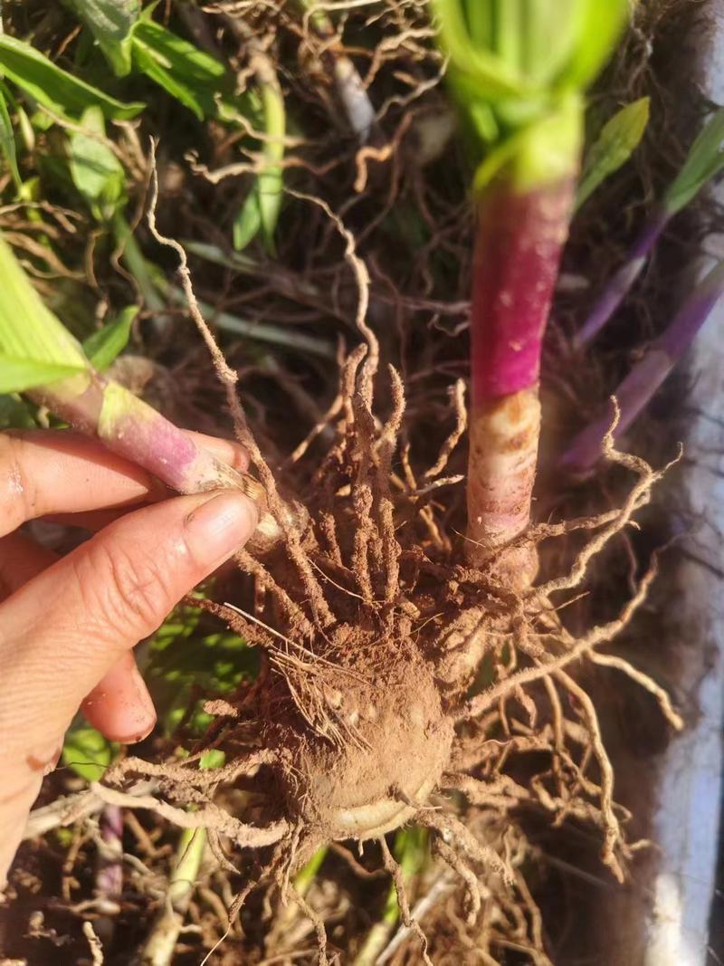 紫花宽叶三叉白芨苗基地直发可提供种植技术欢迎咨询