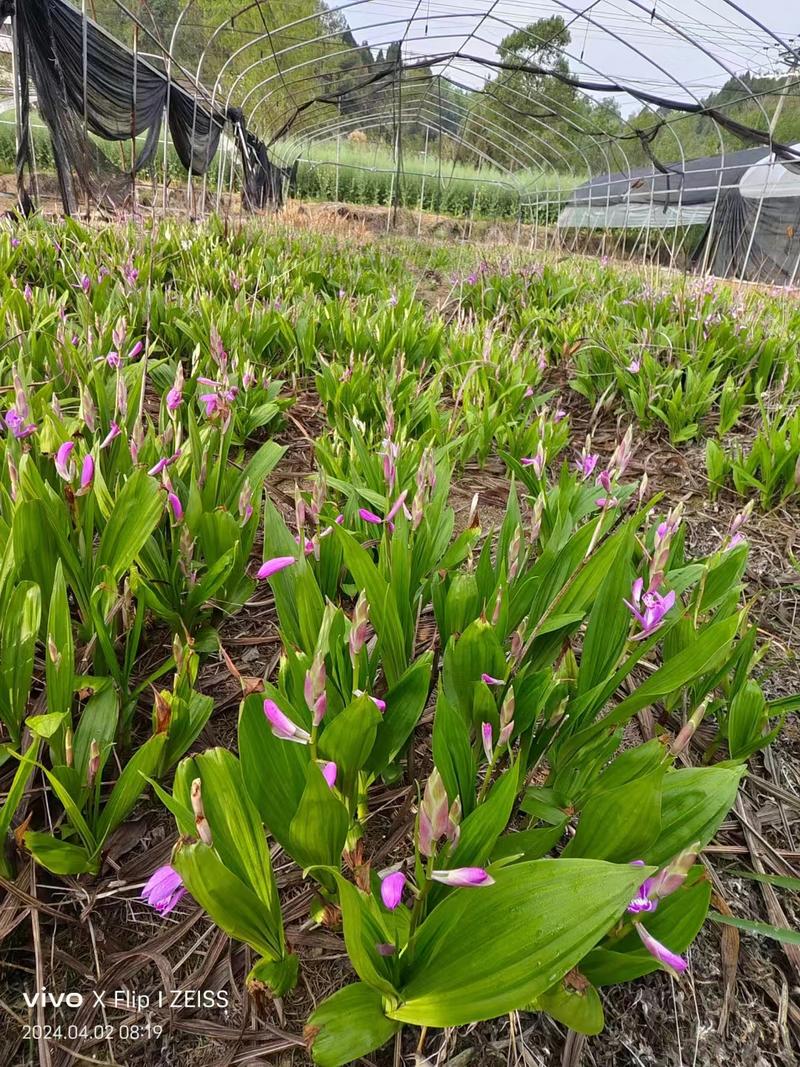 紫花宽叶三叉白芨苗基地直发可提供种植技术欢迎咨询