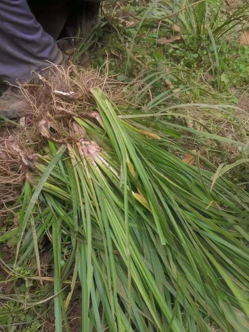 红心宽叶石菖蒲苗子