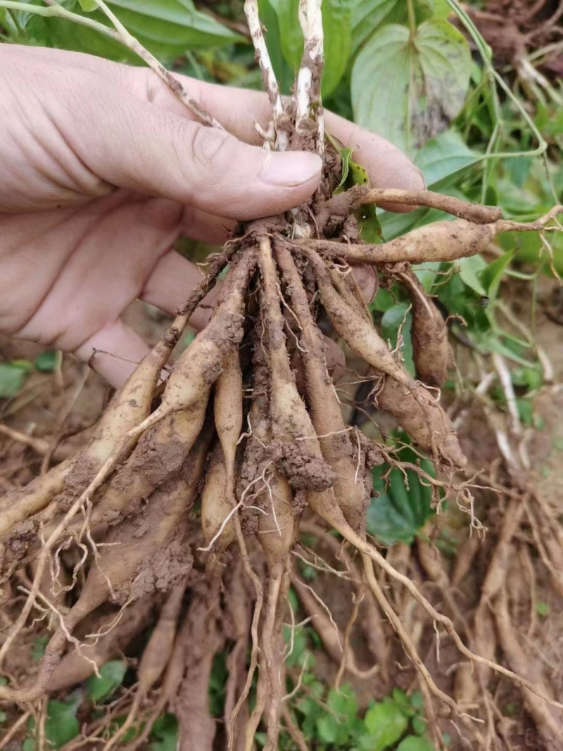 优质百部苗子基地直发量大从优欢迎各位老板咨询