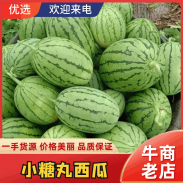 精品小糖丸西瓜产地直发对接电商市场超市社区团购等