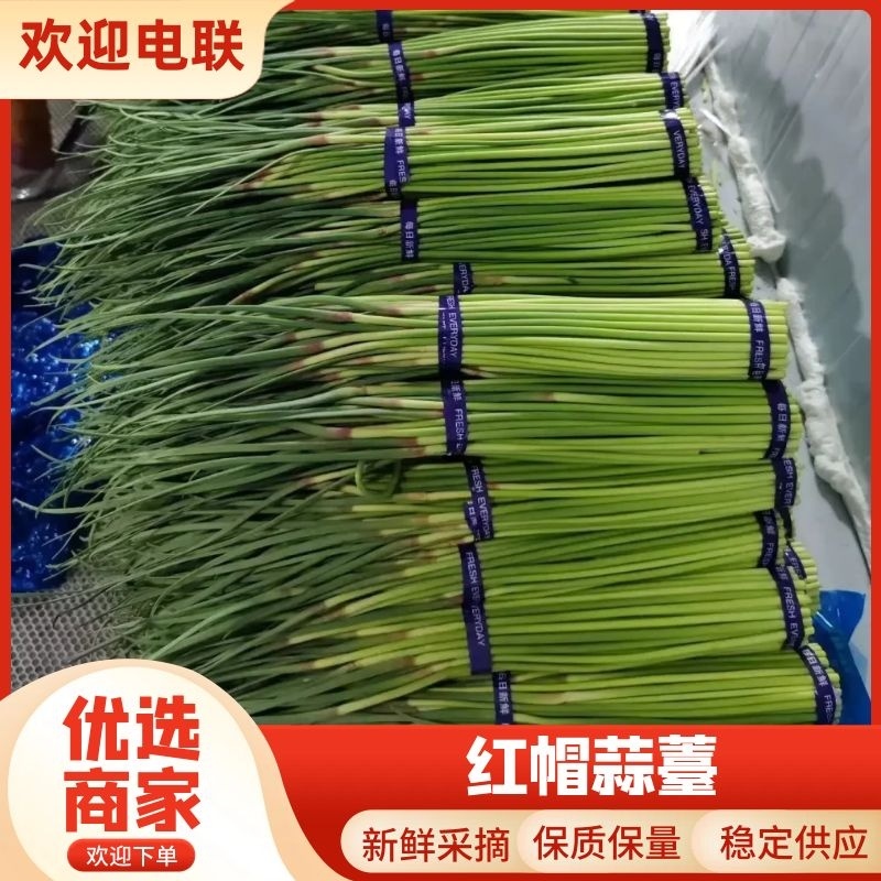 开封红帽蒜薹产地直发一手货源交通便利电商市场商超
