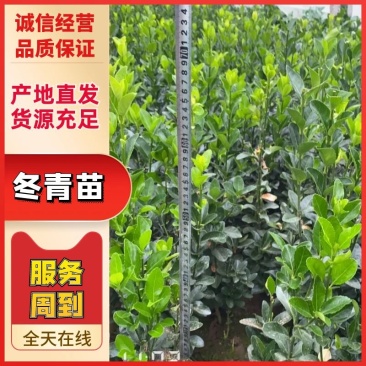 冬青杯苗冬青地栽苗大叶冬青绿化苗木四季常绿乔灌木花卉