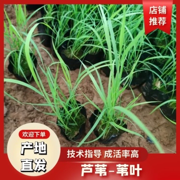 芦苇基地芦苇苗绿化苗木水路两生植物杯苗发货